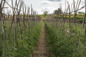 El Instituto Agrícola valora muy positivamente el rechazo de la ampliación de la ZEPA del Baix Llobregat por el Parlamento