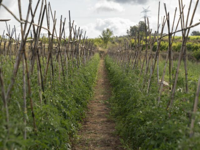 L’Institut Agrícola valora molt positivament el rebuig de l’ampliació de la ZEPA del Baix Llobregat pel Parlament