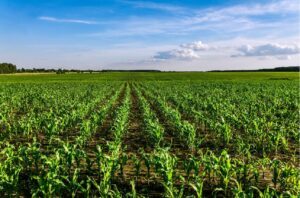 El Institut Agrícola denuncia que el Govern está incumpliendo los mandatos del Parlament en torno a la ZEPA del Baix Llobregat