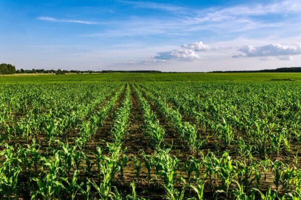 L’Institut Agrícola denúncia que el Govern està incomplint els mandats del Parlament entorn de la ZEPA del Baix Llobregat.