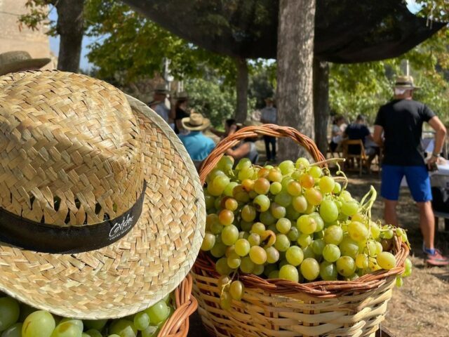 La Verema del Cava celebra 10 anys: un mes d’experiències entre vinyes, bombolles i gastronomia