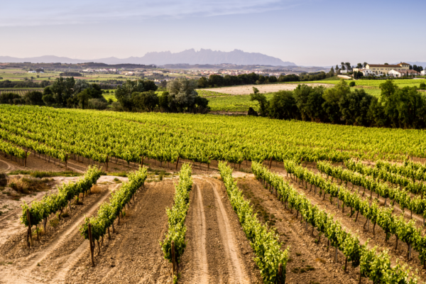 AECAVA presenta un nou argumentari per reivindicar el valor i la identitat del Cava