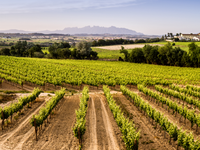 AECAVA presenta un nou argumentari per reivindicar el valor i la identitat del Cava