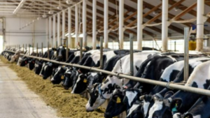 L’Institut Agrícola exigeix al Ministeri d’Agricultura exercir les seves competències per accelerar la vacunació contra la dermatosi nodular contagiosa