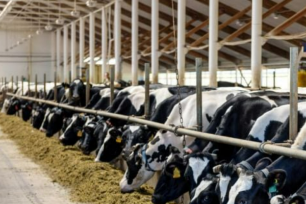 L’Institut Agrícola exigeix al Ministeri d’Agricultura exercir les seves competències per accelerar la vacunació contra la dermatosi nodular contagiosa