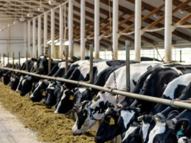 L’Institut Agrícola exigeix al Ministeri d’Agricultura exercir les seves competències per accelerar la vacunació contra la dermatosi nodular contagiosa