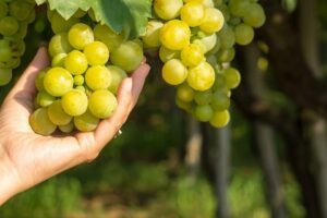 La Verema del Cava arriba a l’onzena edició amb 20 activitats exclusives als cellers