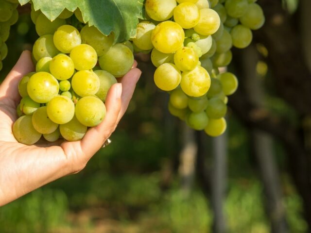 La Verema del Cava arriba a l’onzena edició amb 20 activitats exclusives als cellers