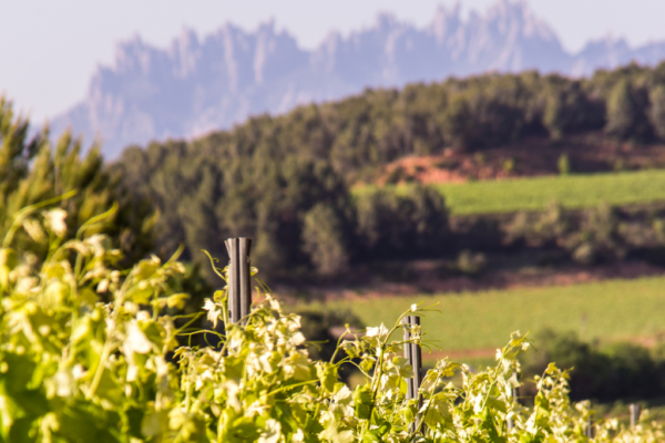 20 cellers elaboradors de cava obren les portes al públic el 12 d’octubre