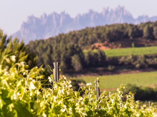 20 cellers elaboradors de cava obren les portes al públic el 12 d’octubre
